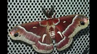 Giant Silkmoth Life Cycle - Hyalophora euryalus V00610