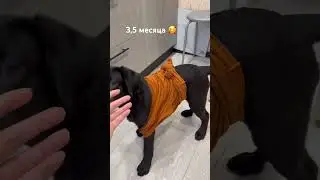 Красотка 😍 #dog #собака #labrador #лабрадор #puppy #собаки #животные #топ #love #dogs