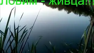 Ловлю - живца.