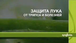 Защита лука от трипса и болезней