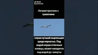 Олуши
