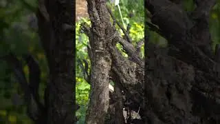 🙀 Арт-объекты из корней в 