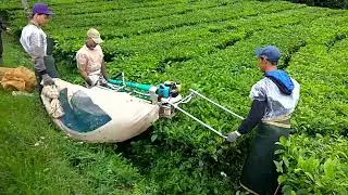 Melihat panen daun teh menggunakan mesin