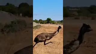 Emu may be the fasted land bird in Australia, but not the most graceful.