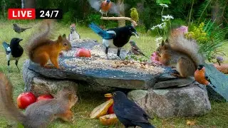 🔴24/7 LIVE CAT TV NO ADS😺 Non-Stop Birds and Cutest Red Squirrels at Garden Galore Buffet