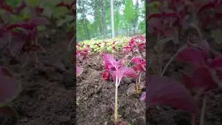 Ноябрьск с каждым днём становится зеленее
