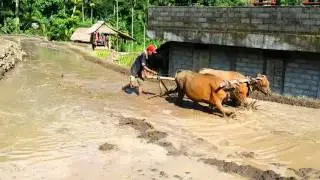 Local man is preparing the terrace for the rice.