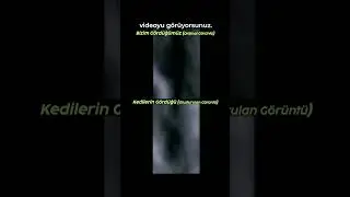 Kedilerin insanları kedi gibi gördüklerini kanıtlayan deney #shortvideo