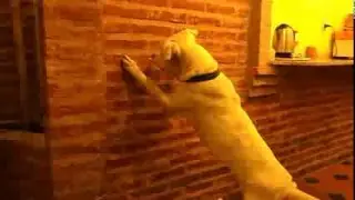 Dogo jugando
