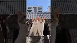 Cat sound on. #funny #cutecat #cat