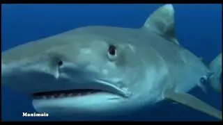 Tubarão Tigre X Tartaruga Marinha