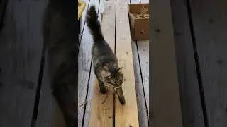 cat climbs down tree for breakfast