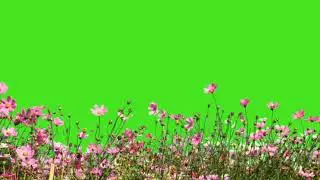 🥀Beautiful Flower field Green screen video 🥀| professional Flower Green Screen video | 
