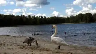 База отдыха Белое озеро  (Брестского отделения Бел. ж.д.).
