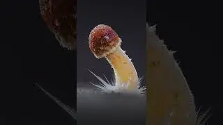 Before VS After Editing & Focus Stacking! 