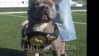 ПИТБУЛЬ ЧЕМПИОН  / Pit bull terrier champion