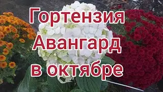 Авангард . Крупнолистная гортензия в октябре.