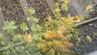 TRAIN STRIKES TREE🌳 THANKS TO STORM AMY!! 03/10/25. 
