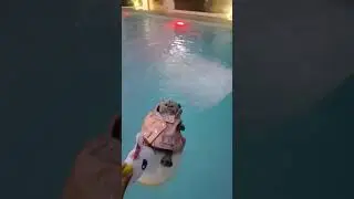 У БАСИКА ВЕЧЕРИНКА В БАССЕЙНЕ / ПЕСНЯ МЯУ МЯУ 