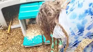 EVERYGROW Chicken Nesting Boxes, Roll Away Nest Boxes for Chickens Review