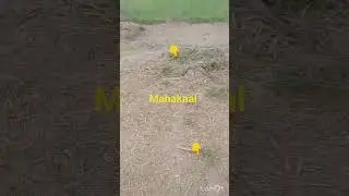 Devo ke Mahadev mahakal