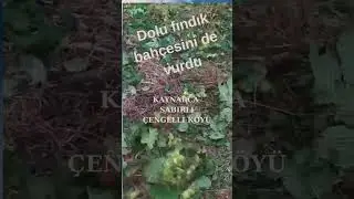 Dolu yağışı Kızılcaali çevresinde etkili oldu. Sabırlı Çengelli köyünde fındık bahçesi zarar gördü.