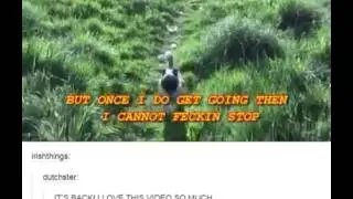 Loca the pug who cant run
