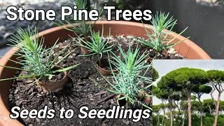 Stone Pine Trees - Seeds to Seedlings