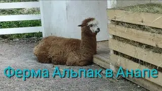 Ферма Альпак в Анапе