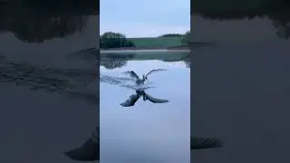 Swan Landing (Volume UP Please! ❤️)