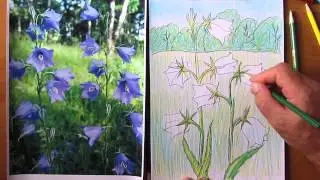 How to Draw a Forest Bellflower. Part 2. Lesson 22