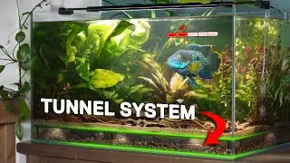 My Angry Fish Gets His Own Ecosystem (150 day story)