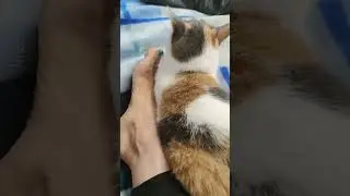 Режу музыку для новой постановки / Кот Бали и кошка Мале рядом / Khaliji music cutting with cats