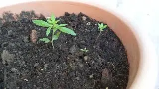 A Beginner's Guide To Germinating Marijuana Seedlings. How to Care For Your Cannabis Seedlings