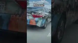 Любителька котів #прикол #угар #бабка #тюнінг
