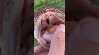 LEECHES Found Inside Bass Mouth⁉️⁉️