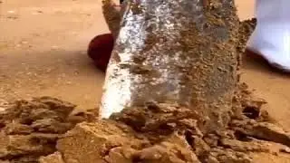 Hewan laut yang aneh!  Menyembunyikan diri dibawah pasir! Apa Benda Ini?