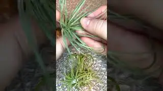 Тилландсия атмосферная 