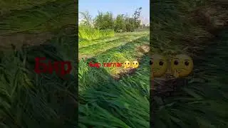 окариб колмаеди корга чомилса