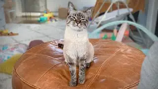 Cat politely requesting pets and purring