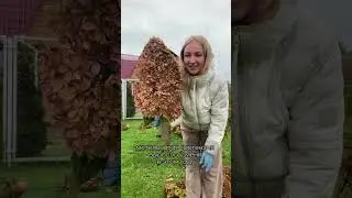 Главное правило: чем короче обрезка, тем больше шапки у гортензий!   #Гортензии  #обрезкагортензий