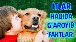ITLAR HAQIDA QIZIQARLI MA'LUMOTLAR. |  ИТЛАР ҲАҚИДА ҚИЗИҚАРЛИ МАЪЛУМОТЛАР.
