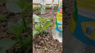 Капельный полив из пластиковых бутылок своими руками 