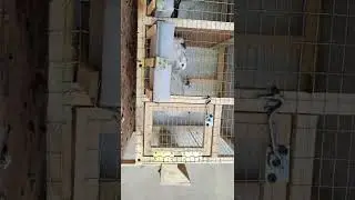 bedanauchun  oxirsha yasashi  va bedana boqish sirlari kimga kerak bólsa yasaberiladi
