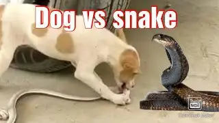 snake vs dog