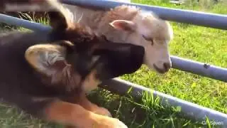 СМЕШНЫЕ ЖИВОТНЫЕ #1