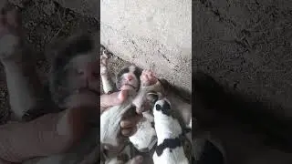 cute puppies #shorts