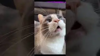 А я вам точно родной?😂😂😂,умора😂😂😂