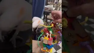 Boo & Misha's Toy Unboxing Frenzy! Cockatoo Reactions & Fun 🦜🎁