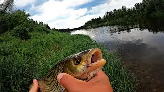 Перспективный перекат.Ловля голавля на жука